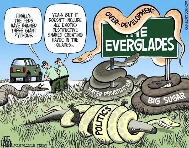 如果你去美国佛罗里达州旅游，当地导游会告诉你“千万要小心巨蟒”！因为当地有几十万