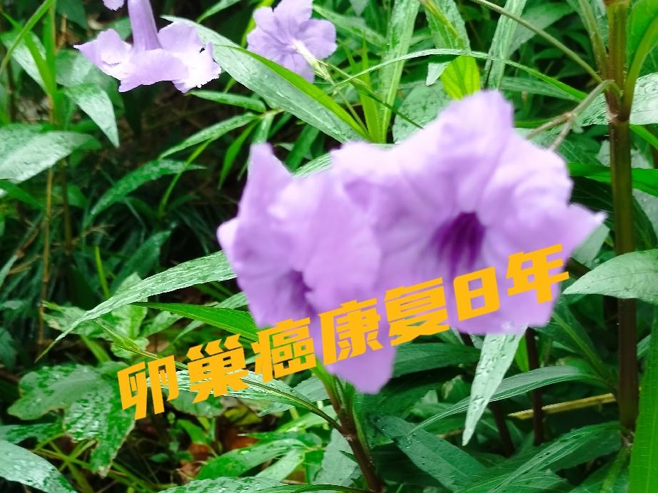 癌症也没有什么不好上苍给一个老人身内撒下了邪种，还在身上描上了疤痕8年了那