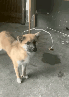 如果想养狗的话，最佳的选择就是养我们本地的土狗，这是我们老祖宗驯化几千年的狗，对