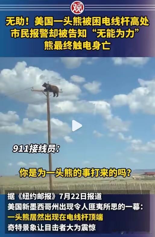 我严重怀疑这只熊是看了《意林》这本杂志才去爬电线杆的。不少70后、80后的青春
