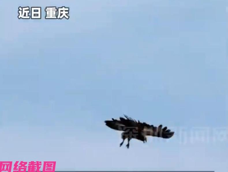 重庆有夫妻这天选择到山上采蘑菇，只是途中妻子开口说感觉天上老鹰要袭击她们，老公在