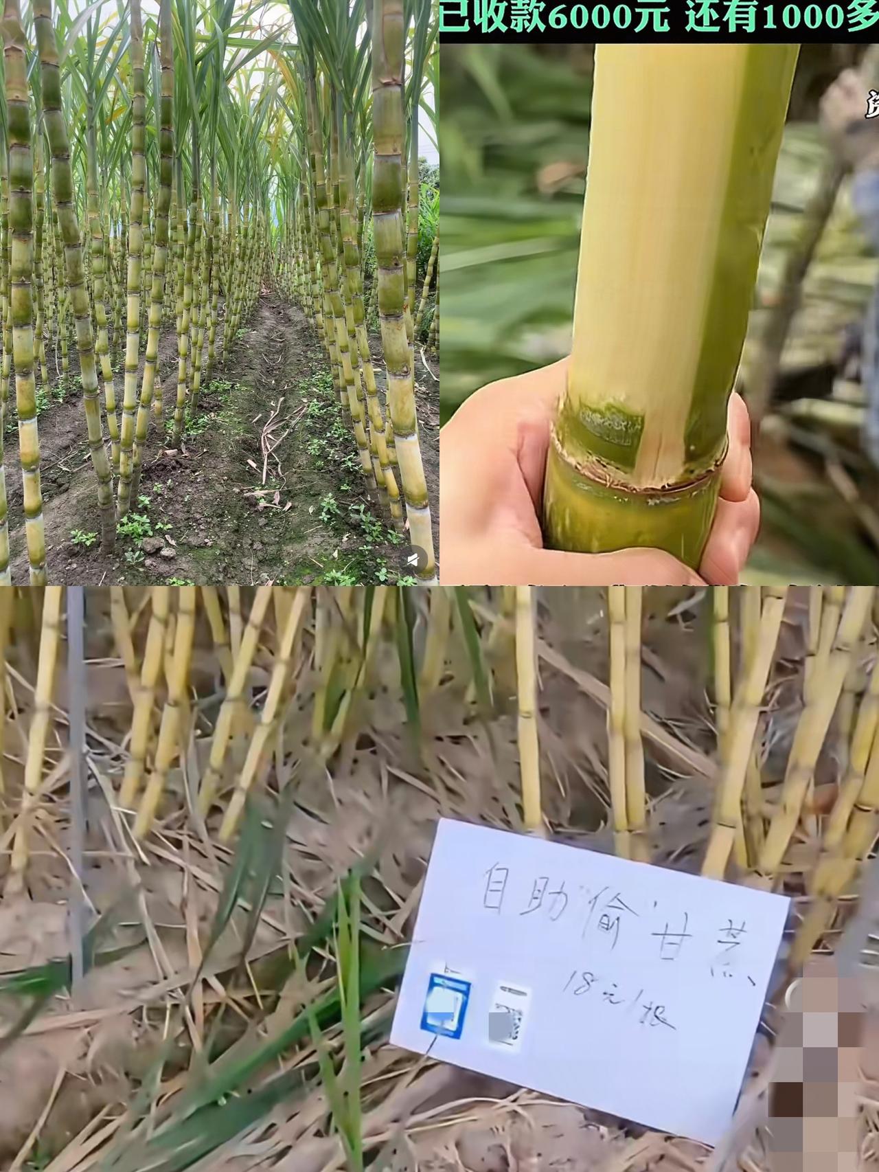 这到底是谁想出来的办法啊!浙江一网红甘蔗地,因随便“偷甘蔗”而走红,二维码就放在