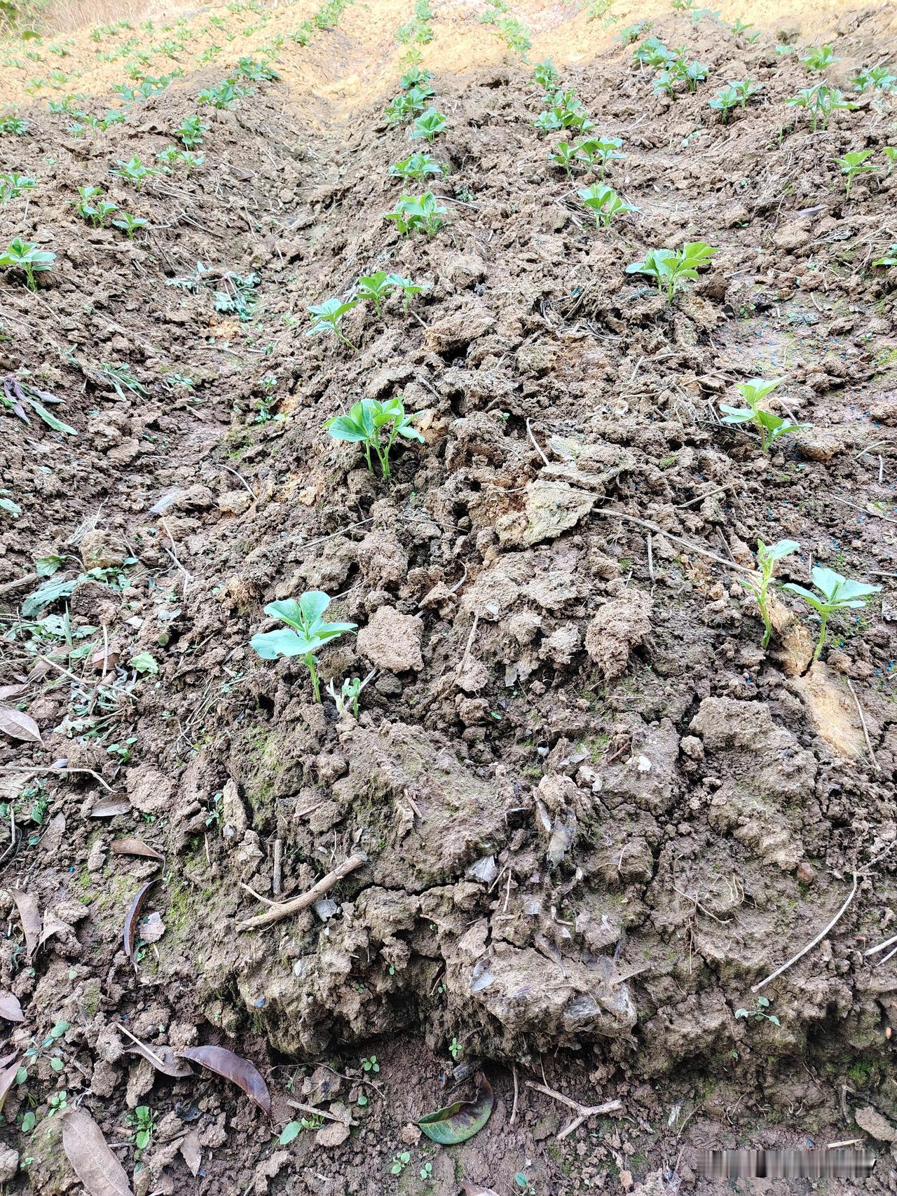 照例早上去地里溜达一圈，才发现前段时间已经濒临灭绝的小豌豆开始发芽了，终于盼来了