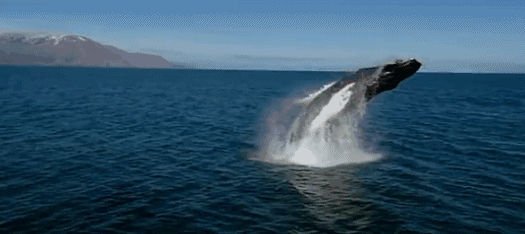 日常迷信，转发鲸鱼翻身，你近期一定好运不断，打个漂亮的翻身仗