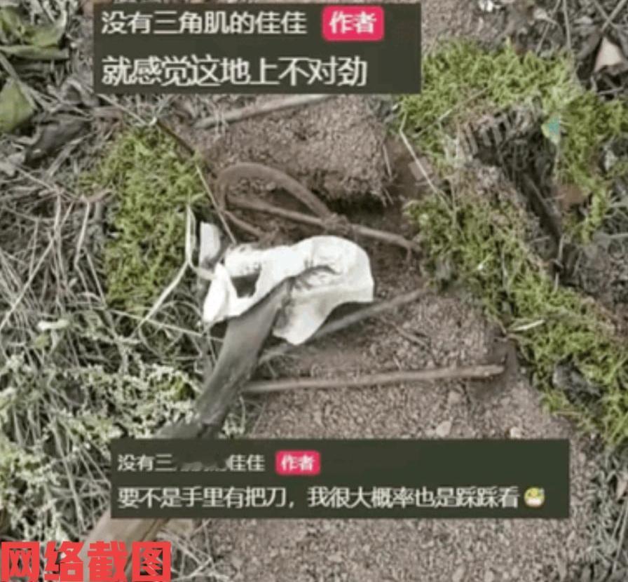 浙江有女子与爷爷到山上打板栗。女子也是经常上山，对于山路上的一些情况还是比较