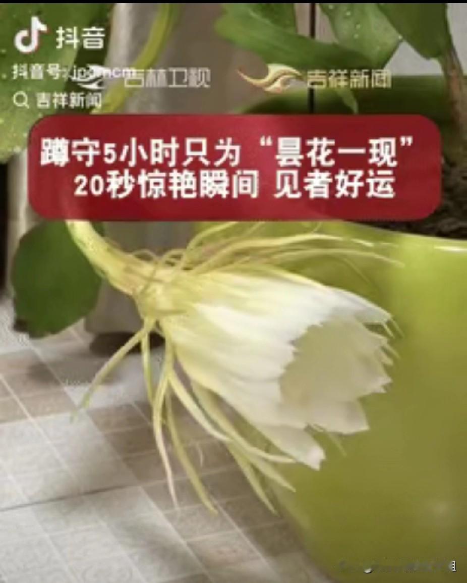 意想不到的惊喜！江苏南京，一女子晚上临睡前，发现母亲养的昙花有异动，凑近一看才得