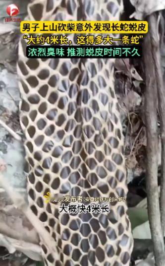 “活久见！”近日，广西河池，一男子上山砍柴时，突然闻到周围有一股恶臭味，他仔细寻