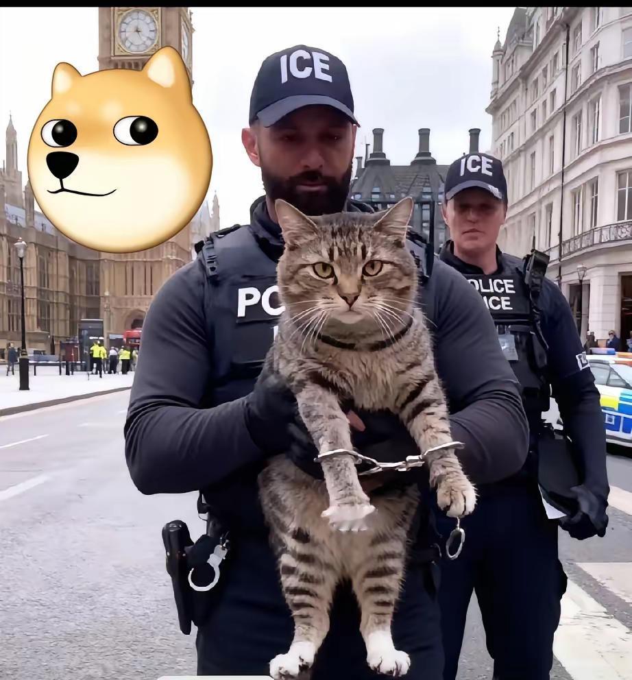 最近“中国狸花猫在英国被拷手铐”的新闻火了。这狸花猫在咱国内常被当成“土猫”，到