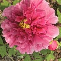 昨天去洛阳看牡丹我又整了一个乌龙，不得不服老了，都有点讨厌现在的自己。从18