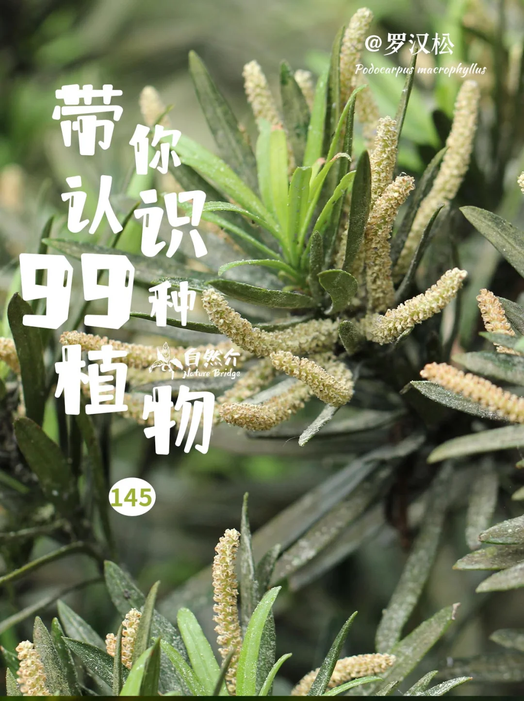 带你认识99种植物