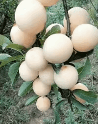 这是什么果子有人知道吗？看着很诱惑人，就是不知道好不好吃。