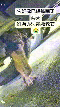 看着这只卡在车底两天的小猫咪，看着它无助的模样，眼里好像含满了泪水，真的太让人心