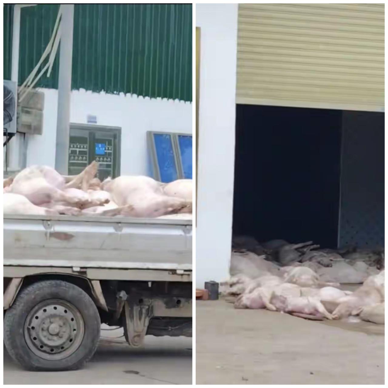 广东肉联厂死猪后续,没有流入市场,已经无害化处理,值得注意的是,并且已经有7人