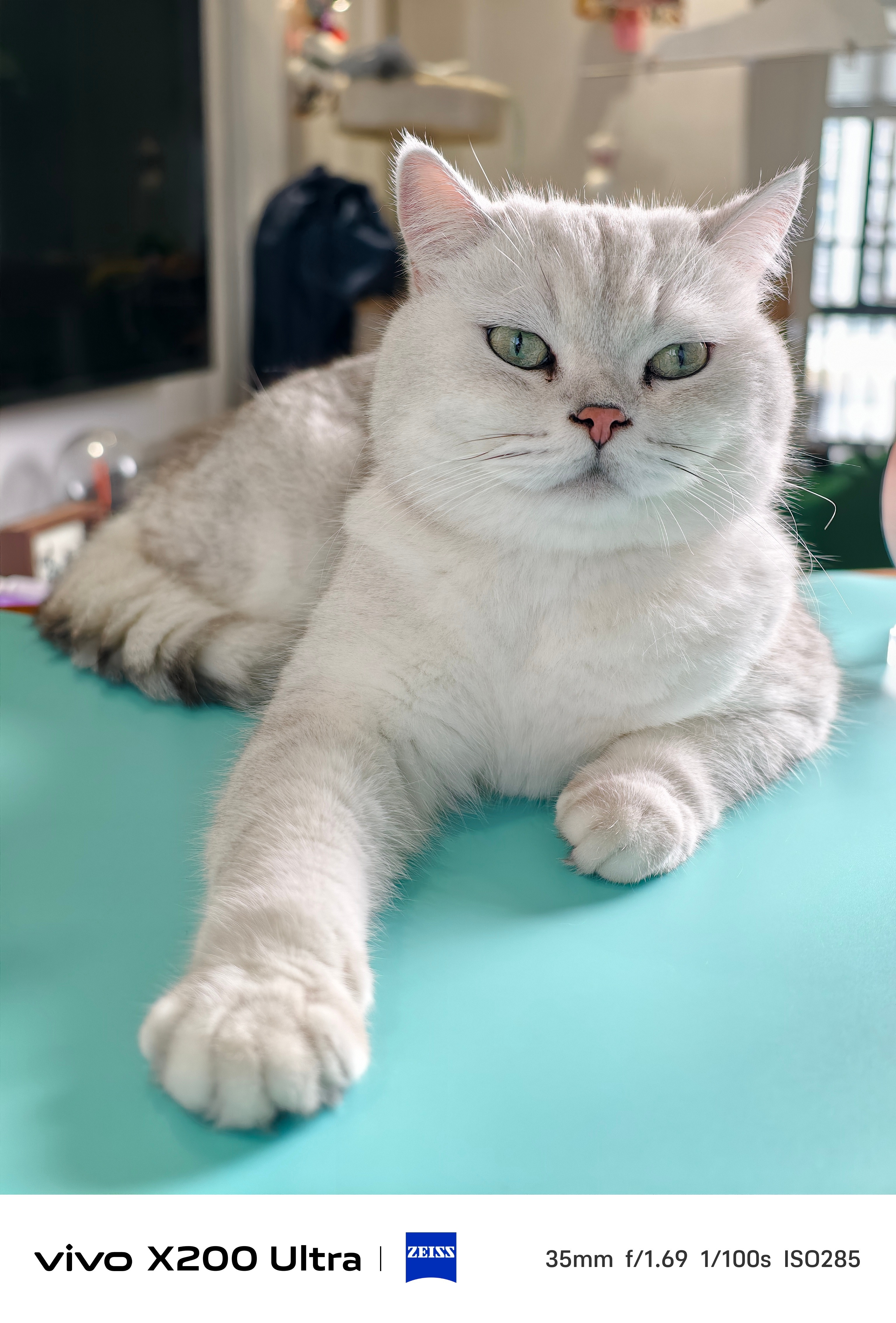 我家的猫咪好看吧，这家伙最近有点黏人之前陪伴少，心情不好，乱尿尿现在陪伴多了，乖