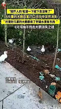 河南信阳一条河把十几斤大鹅“吞”了，我更偏向蛇作祟。据监控，大鹅在水面悠着，突