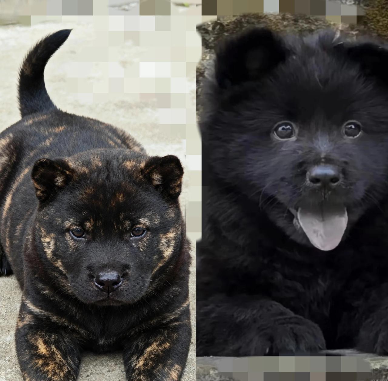 明天就把你送人！吃那么多，跟小猪似的，白米饭一口不碰，顿顿要吃肉，谁