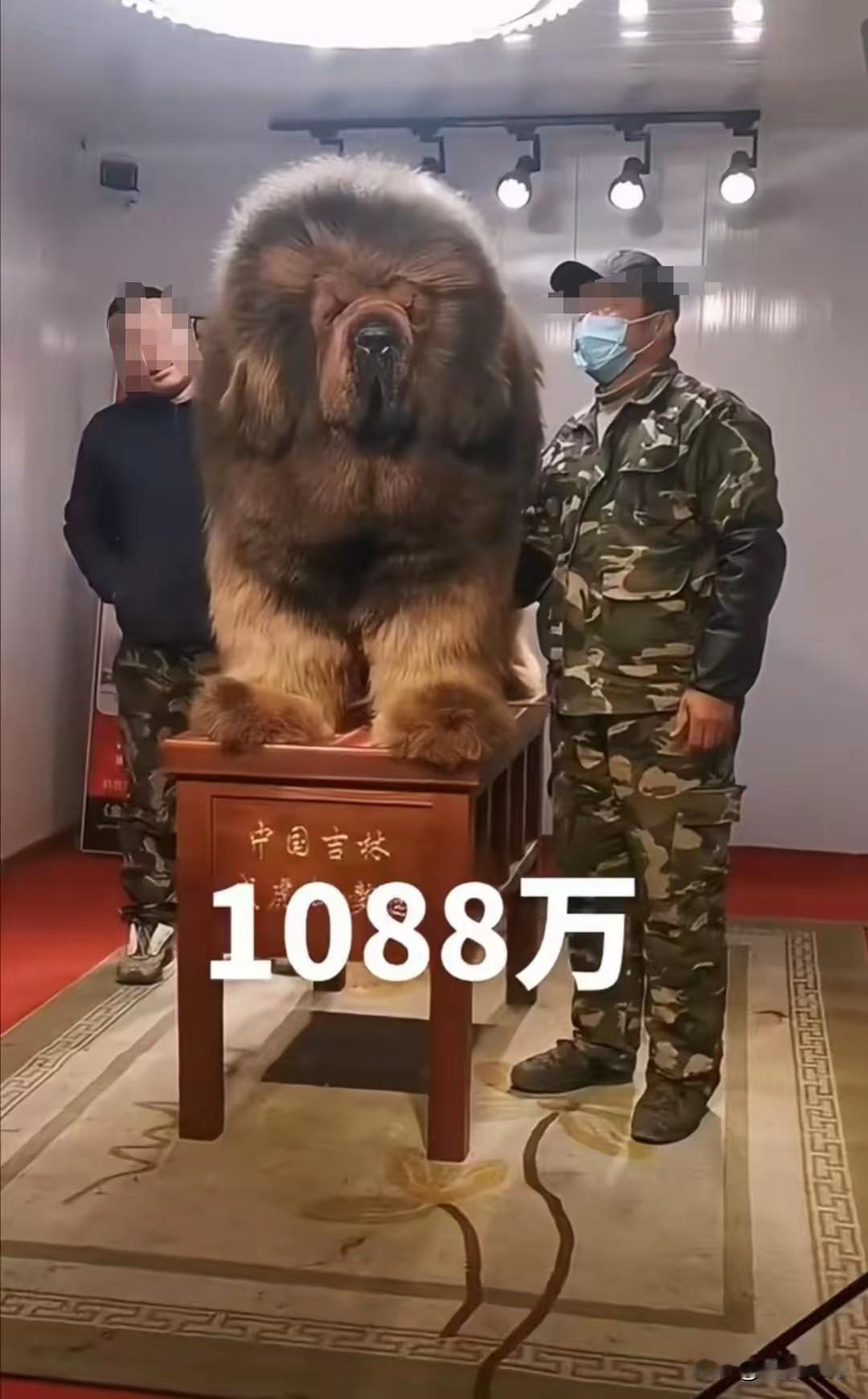 藏獒这种犬，现在还值这个价钱吗？早在20年前，藏獒的确非常火，好的品种炒的非常贵