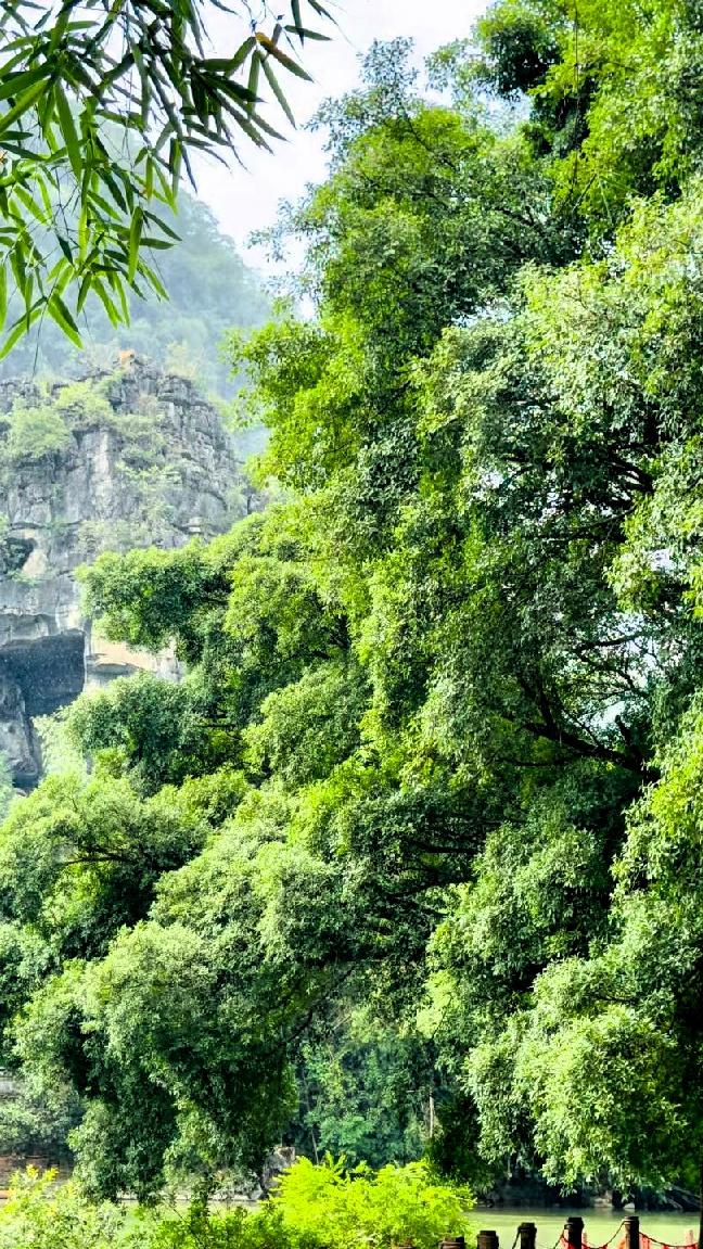 绿意盎然的山林，静谧而美丽，仿佛置身世外桃源。🌳🍃