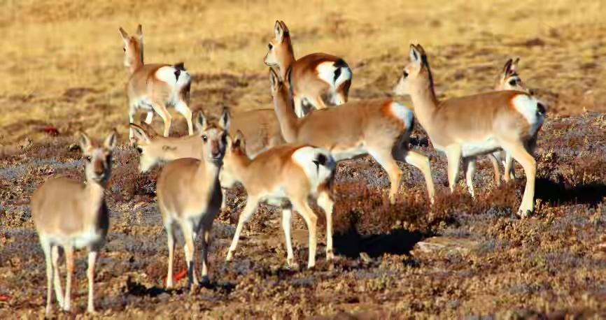 上万只黄羊“偷渡”到我国，在蒙古待着不好吗？为什么跑来内蒙？原来是因为蒙古国近年