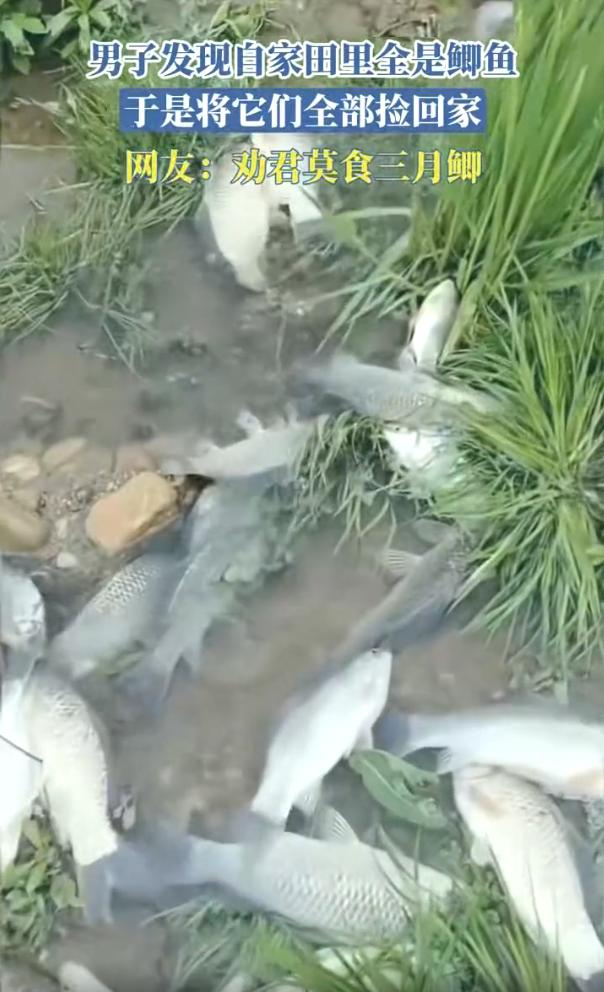 吵翻天！江西，一男子发现自家的田里长鱼了，一眼望去全都是乱蹦的鲫鱼，随后男子一盆
