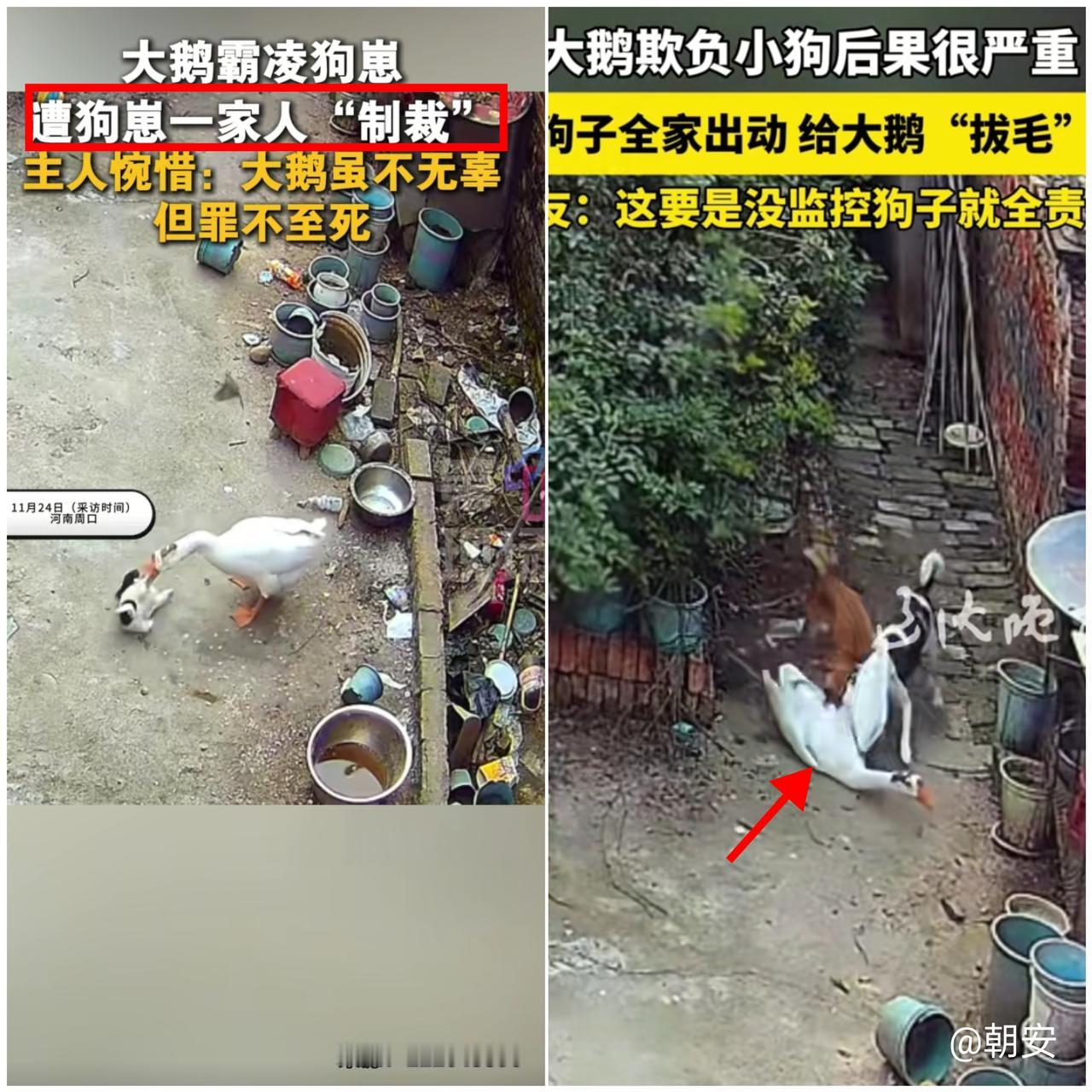 找谁说理去？河南大姐出门喝顿喜酒，回家就撞见“家庭惨案”！自家看门大鹅惨