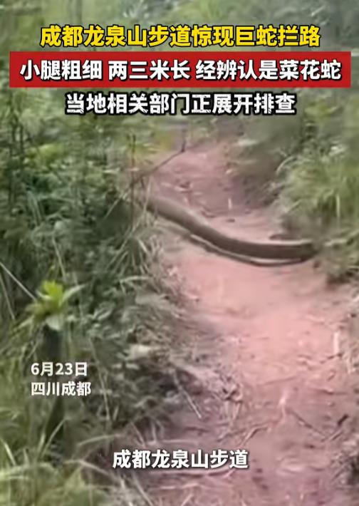 魂都吓飞了！6月25日报道，成都三个年轻人徒步龙泉山走"七湖连穿"路线，路中间突