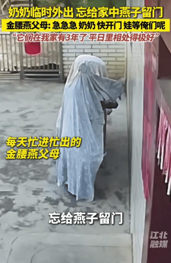 “太有灵性了！”广东一奶奶出门忘给燕子留门，进不去家的燕子在门口急得飞来飞去。奶