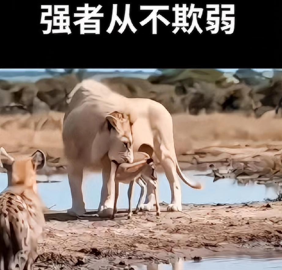 泪奔了，就一个动物世界里狮子保护小鹿的视频，下面的评论全是父母希望自己的孩子在外
