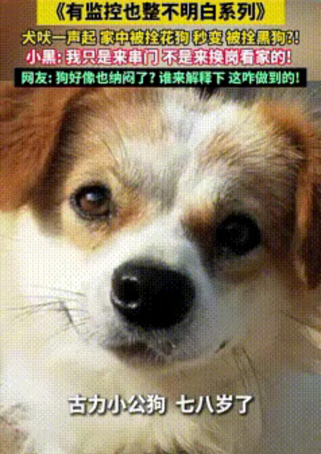 山东，一狗主人听见家中的狗子不停的狂叫，出去一看自家的小花狗竟变成了小黑狗，他打