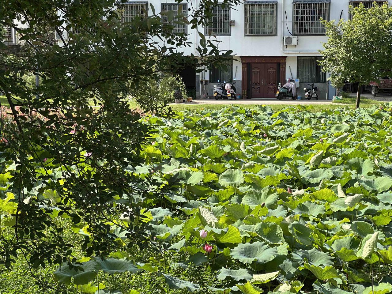 今天早晨8:15到了父母家里，父亲在厨房洗碗，母亲坐在卧室里，面前小餐桌上的粥和