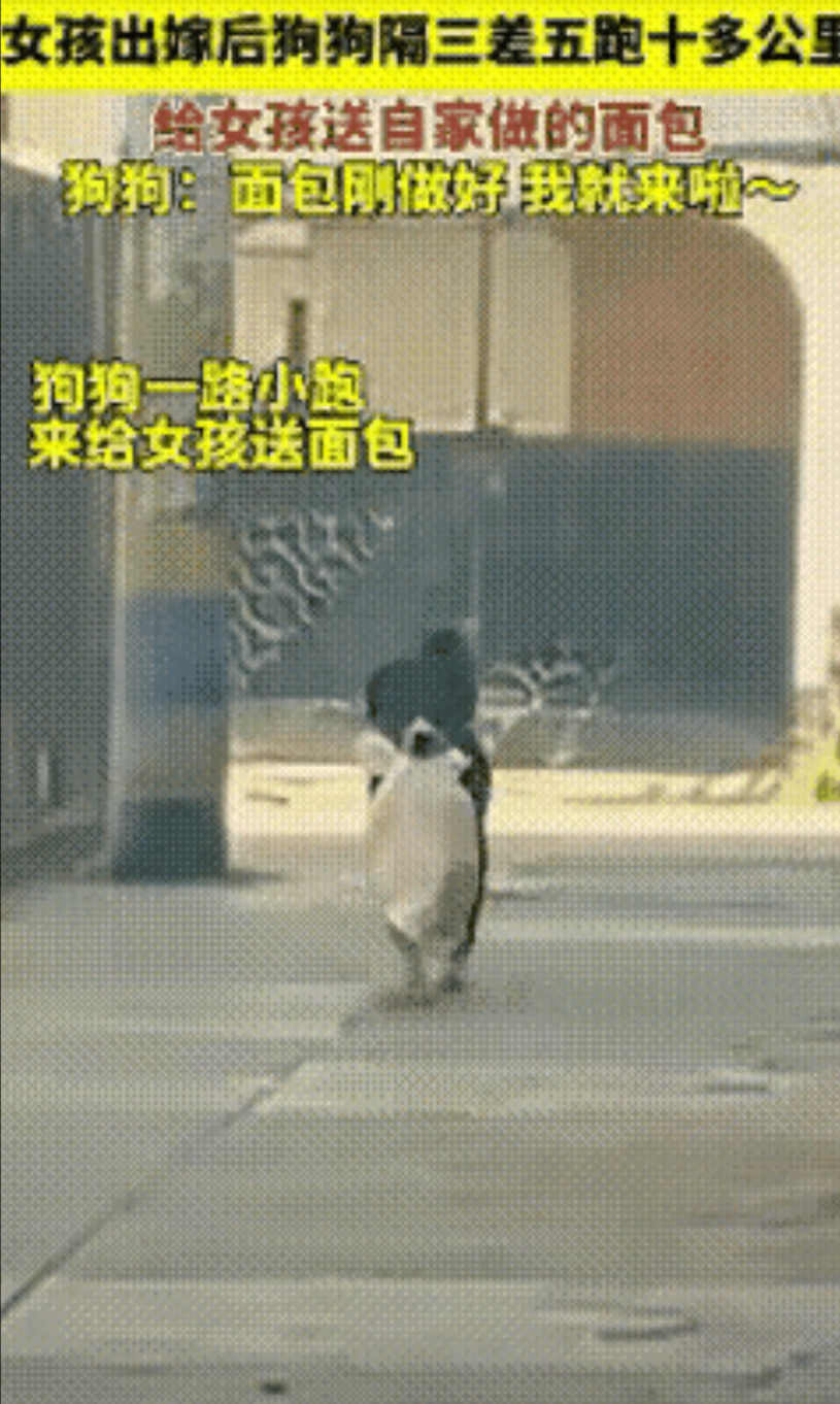 泪目了！一个女孩出嫁后，她养的狗狗隔三差五就跑十多公里路，给她送家里做的面包。女
