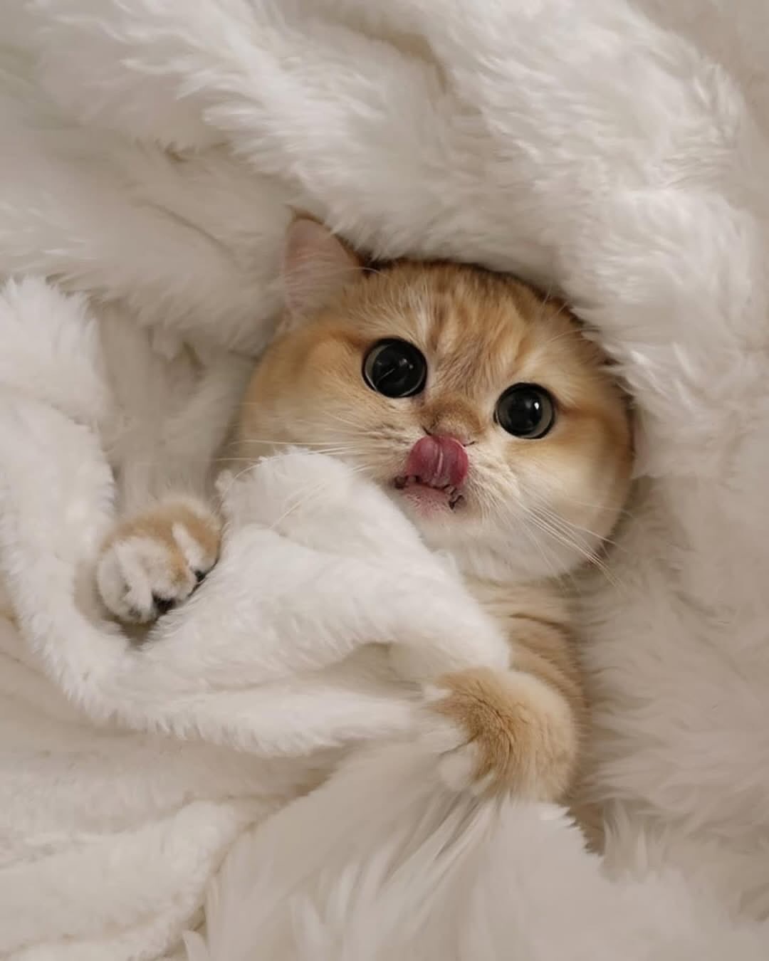 𝙒𝙚𝘾𝙝𝙖𝙩小猫头像猫咪头像/萌宠头像/可爱头像/无水印头像