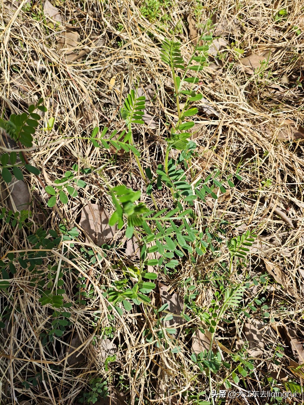 猜猜这是什么野菜？掐嫩节做蒸菜超好吃！！