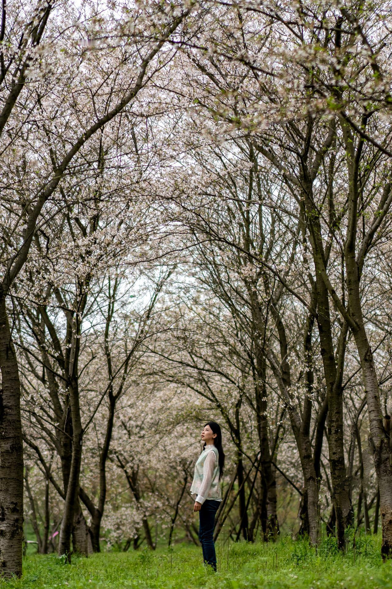 想不到今年遇见的第一场“樱花雨”🌸🌸，居然是在湘潭！这里是湘潭盘龙大观园樱
