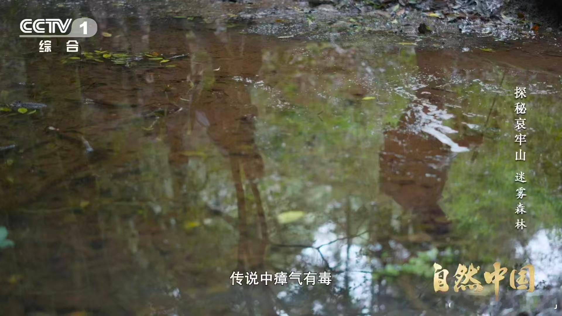 武侠小说的瘴气竟真实存在瘴气成分被测出来了科考队没带桃木剑，带了机器狗。哀牢山