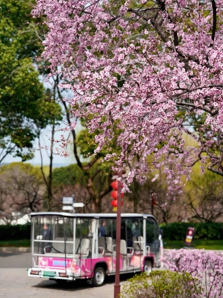 赏花去超山! 美人梅、玉兰花、海棠花、油菜花……都开好了