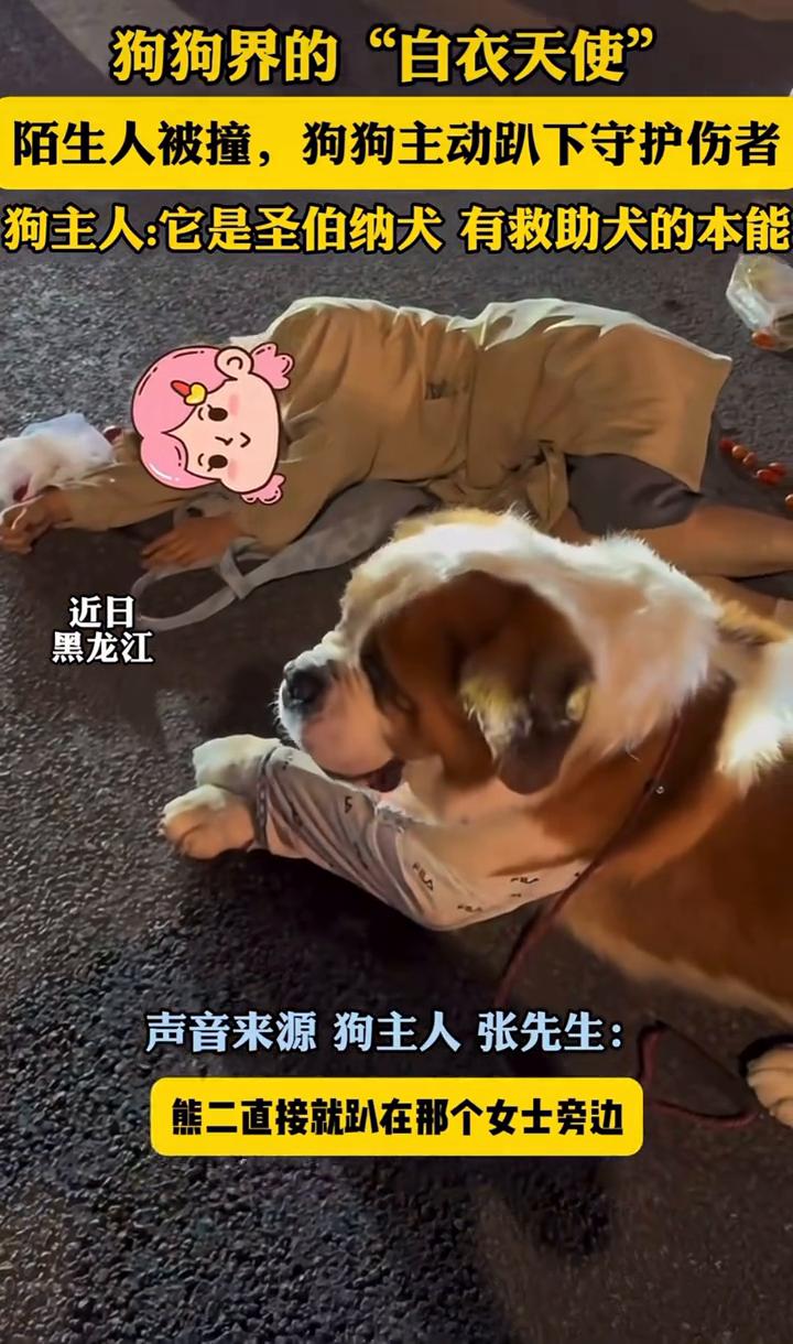 狗狗界的"白衣天使"，陌生人被撞，狗狗主动趴下守护伤者。狗主人：它是圣伯纳犬，