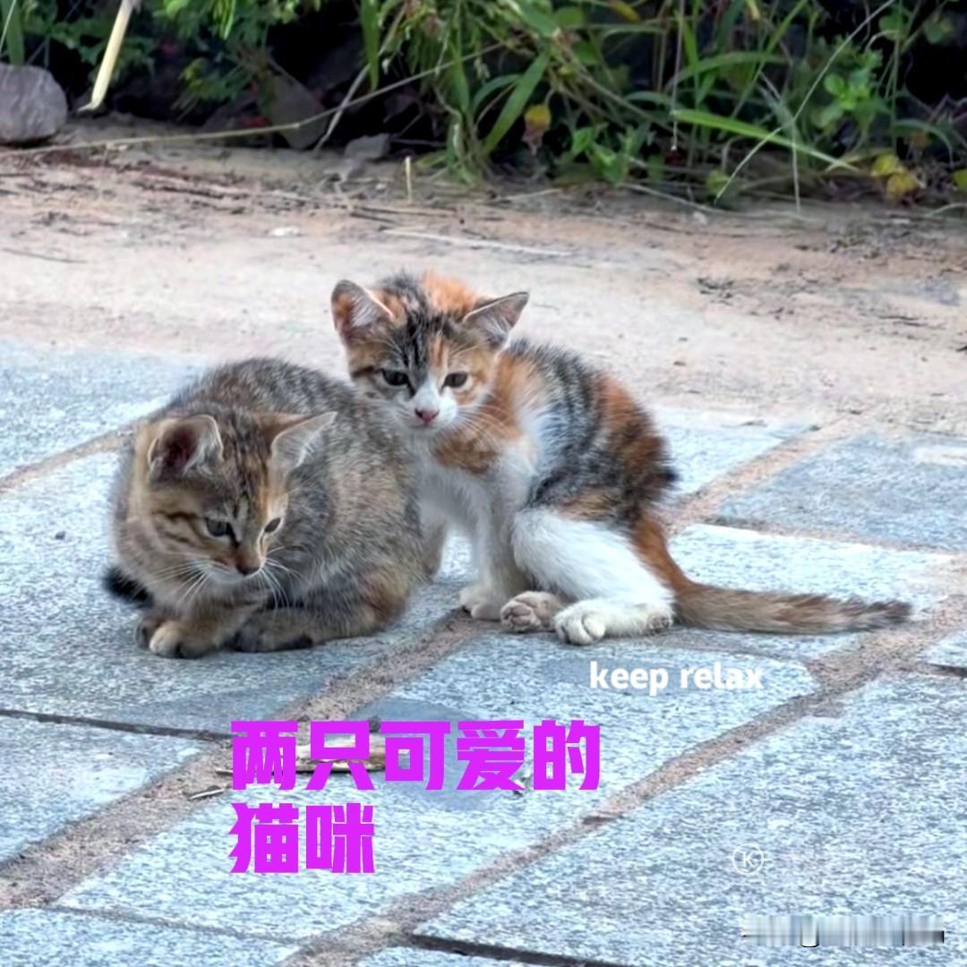 早上遛狗的时候，在路边见到两只小猫咪，一只狸花一只三花。两只猫咪蹲在路边，嘴里不