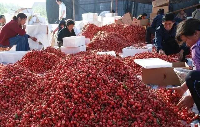 暴跌25%！50万吨智利车厘子杀到中国，南宁人实现车厘子自由就现在谁能想到，