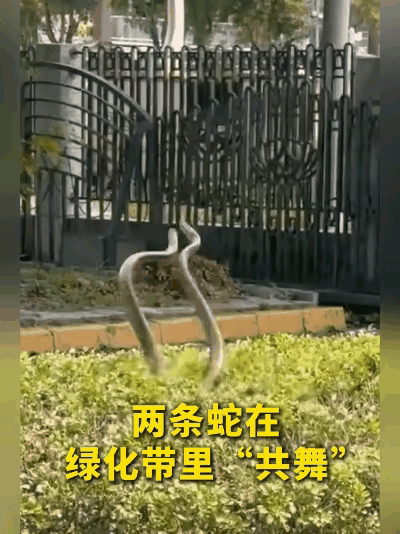 好家伙！广东街头绿化带里，两条蛇缠成一团“跳探戈”！