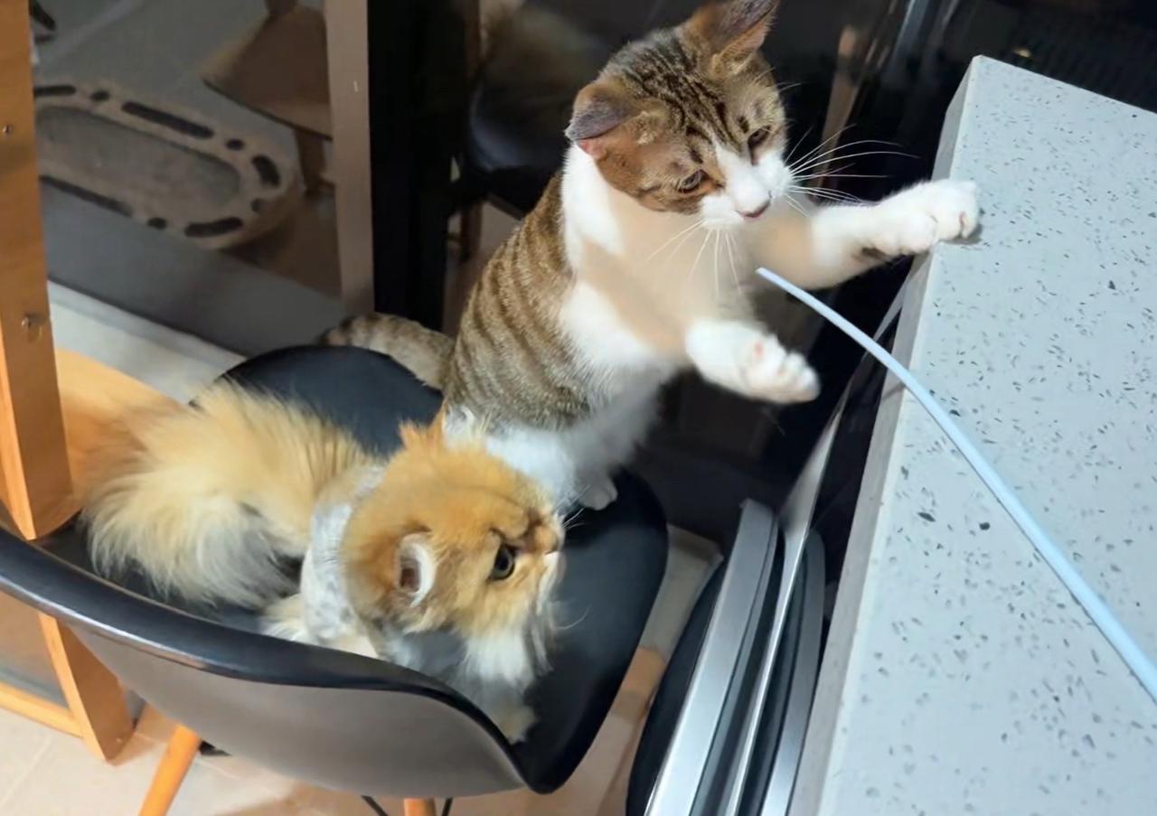 2026夏季抢逗猫棒大赛，阿大很明显让着晶晶
