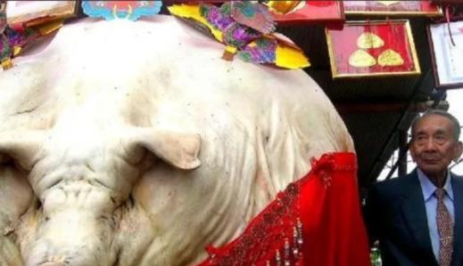 一头猪一辈子不杀，能长到多少斤？2003年，浙江有头猪生前被主人当成宠物养起来，