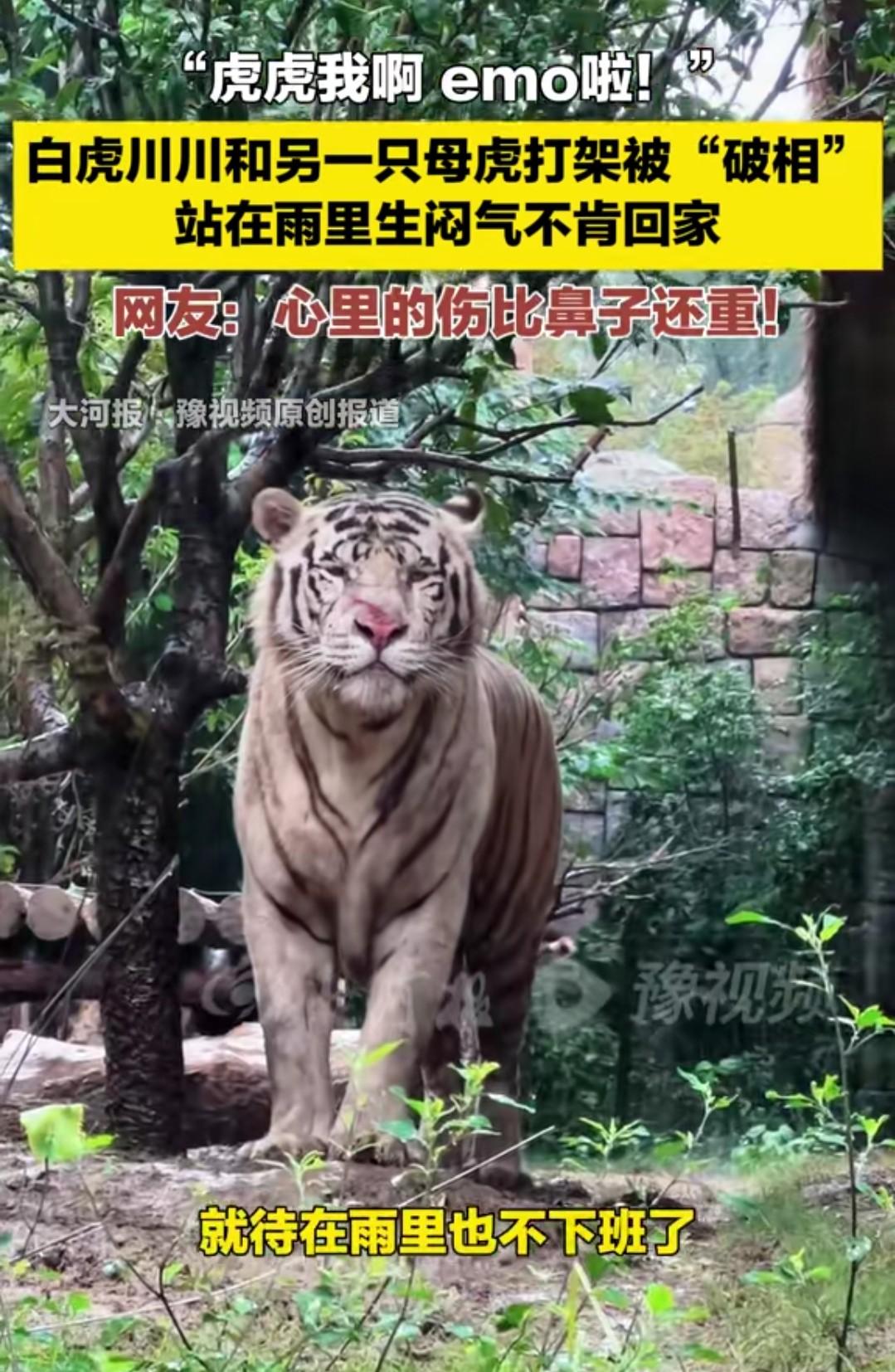 原来动物也会emo啊，近日，河南郑州银基动物园，两只老虎打闹，一只老虎被挠破了相