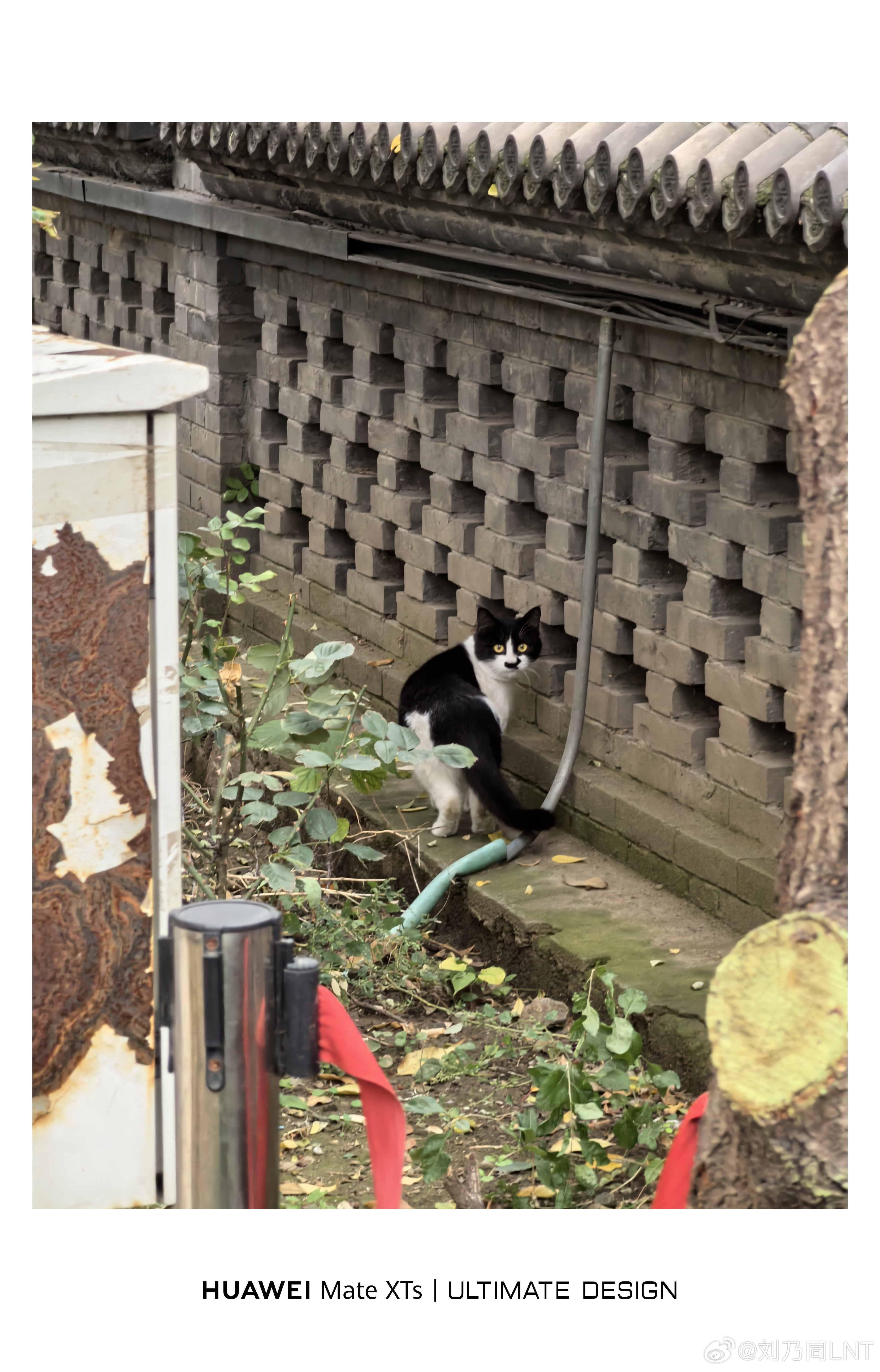 这只奶牛猫太颠了哈哈哈哈哈奶牛猫​​​