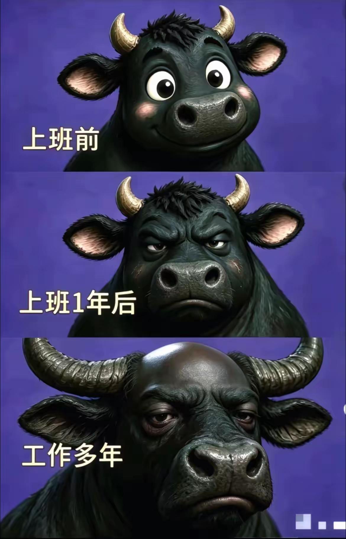 上班前：乖乖牛。刚上班：蛮牛。上班十年：秃头牛。