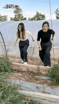 两个偷大棚西瓜的美女一个被按住，一个遭吊套野猪的套套套住了这种笨女人也敢去偷