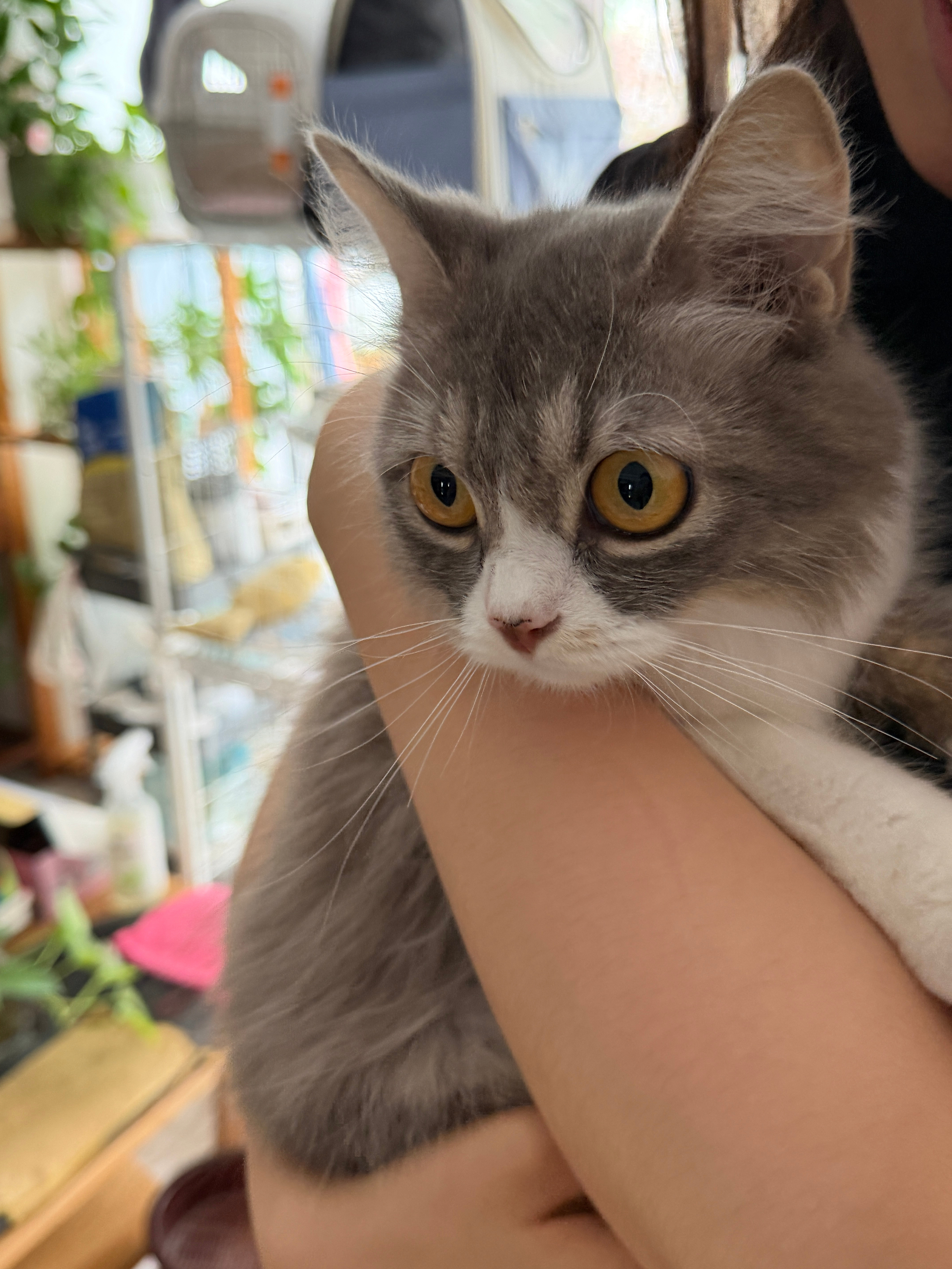 我堂妹家刚养了只猫妹妹太可爱了！！为什么男猫和小女猫手感区别会这么大雪糕抱起来就