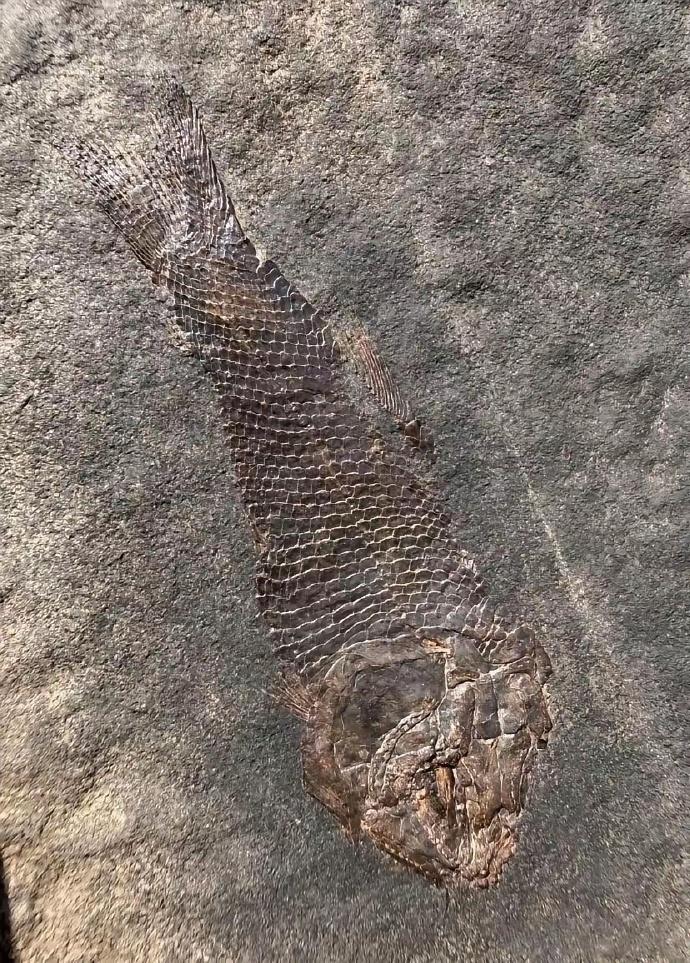 刚听人说野外发现这种鱼化石，可以直接挖回家吗？