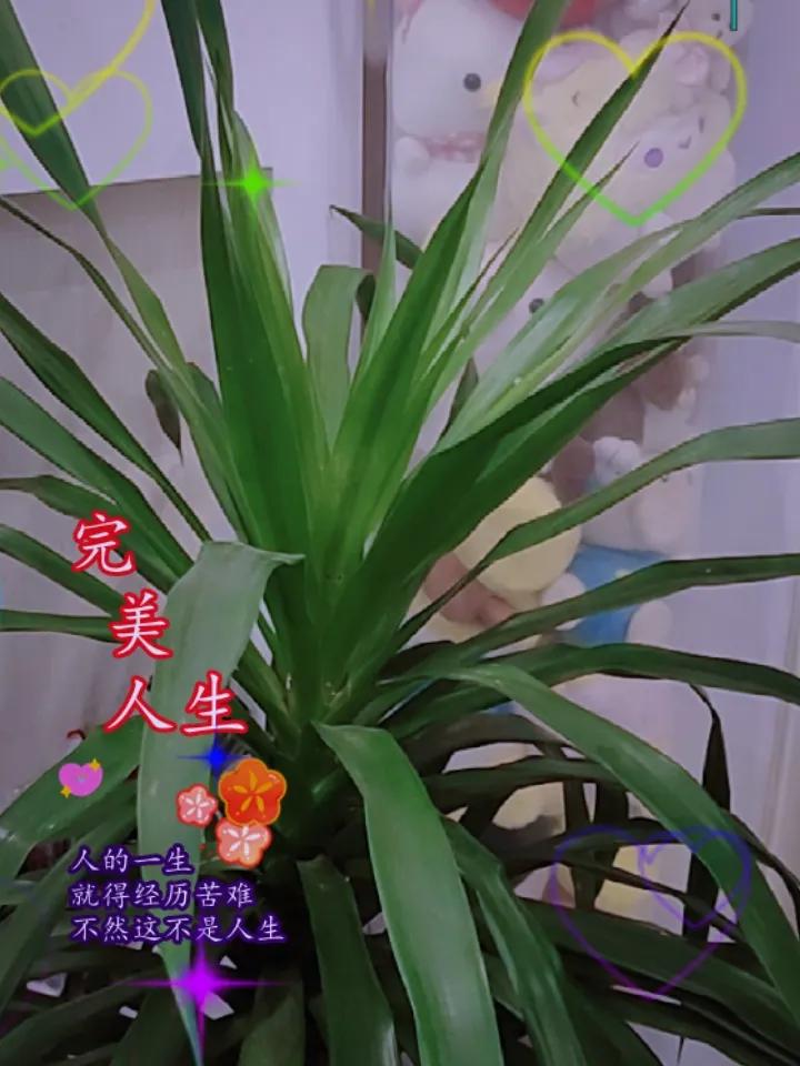 这是什么植物？
