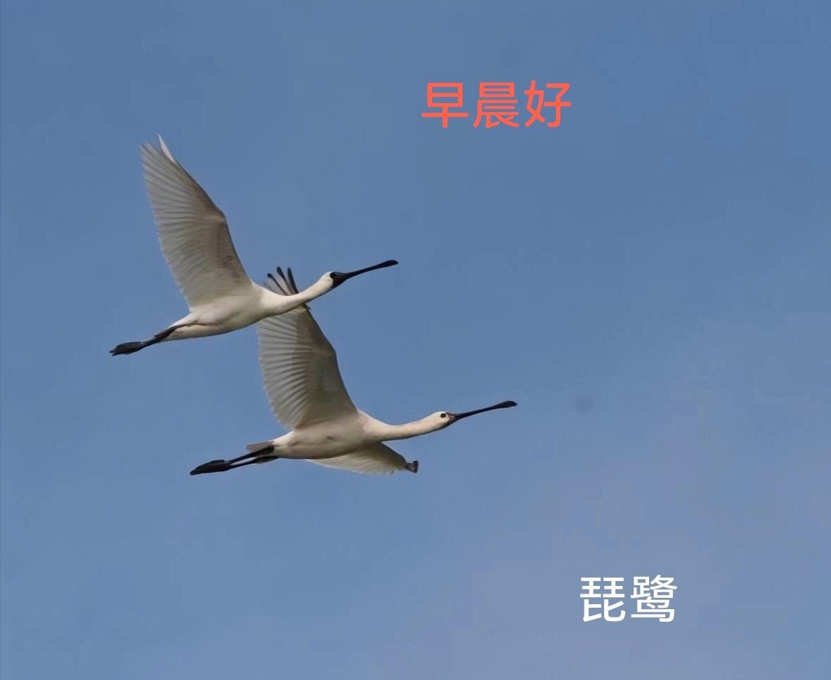 各位朋友：早晨好